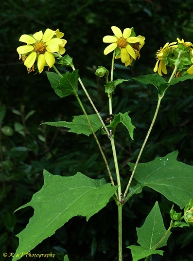 {Smallanthus uvedalia}